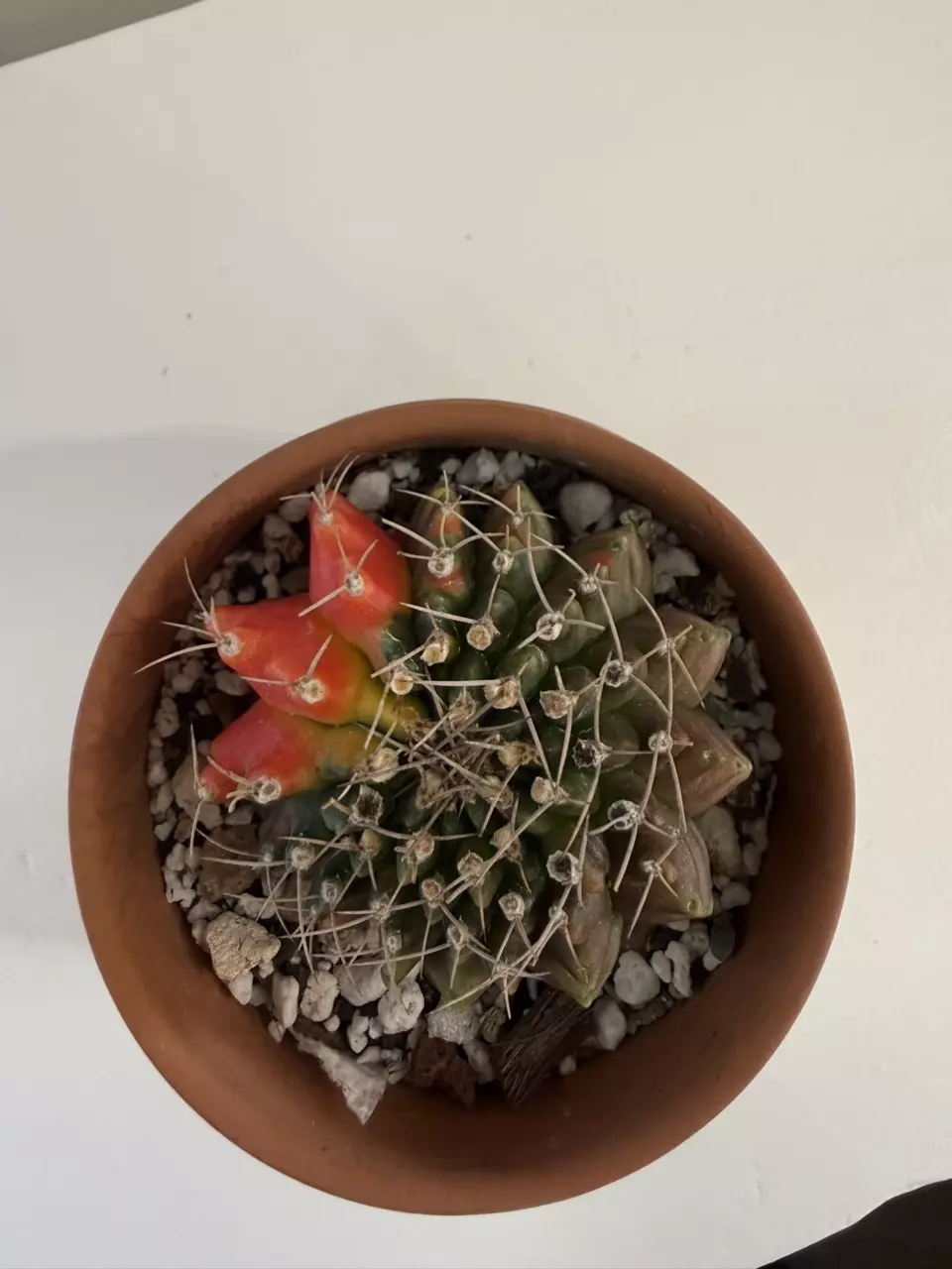 S58 Gymno Rocket thumbnail