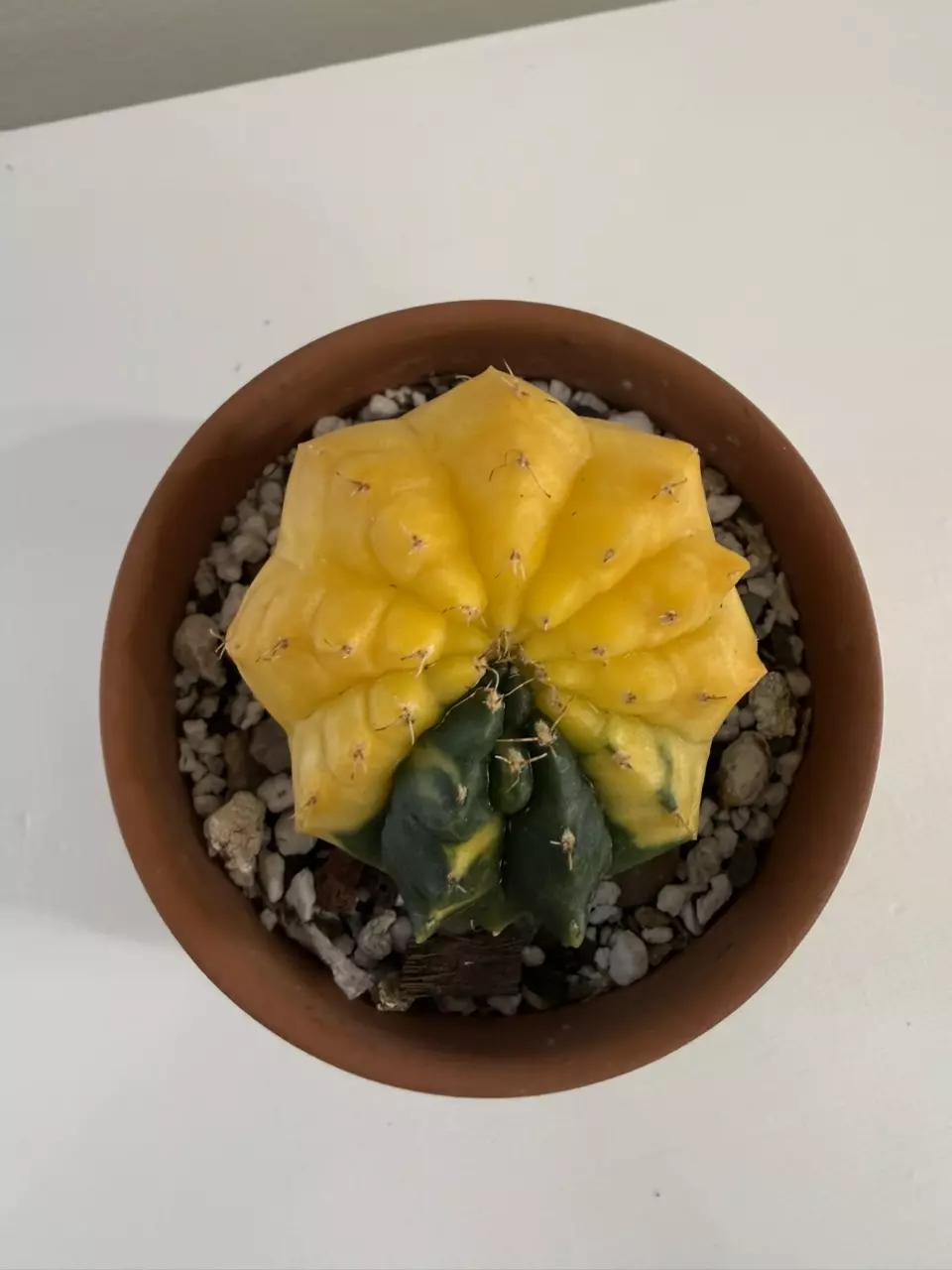 S60 Gymno Rocket thumbnail