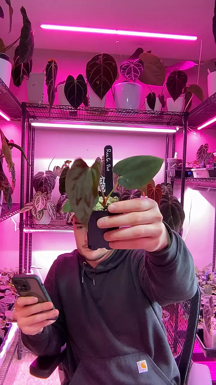 Ree Gardens Pap clone thumbnail