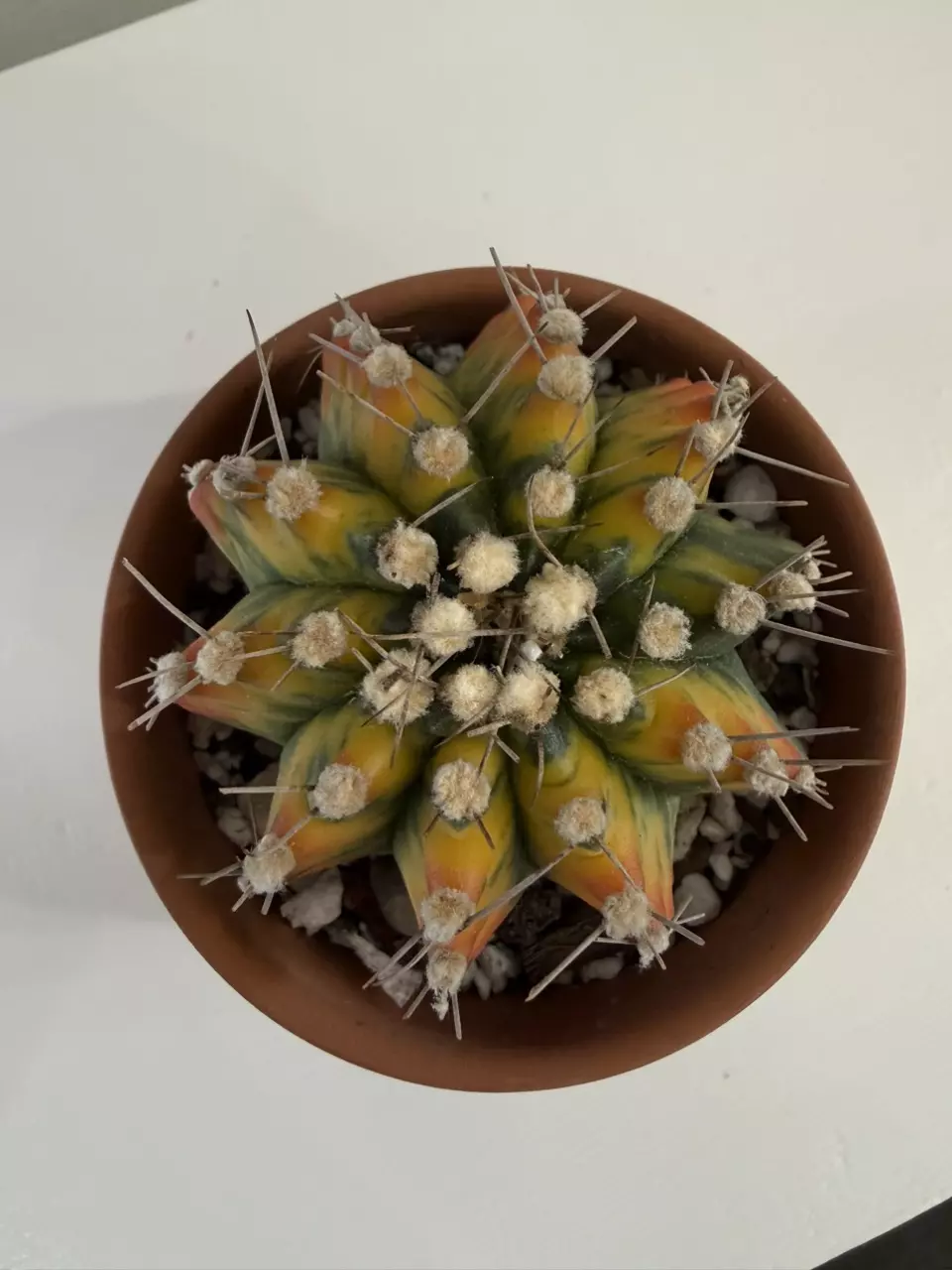 S53 Gymno Rocket thumbnail