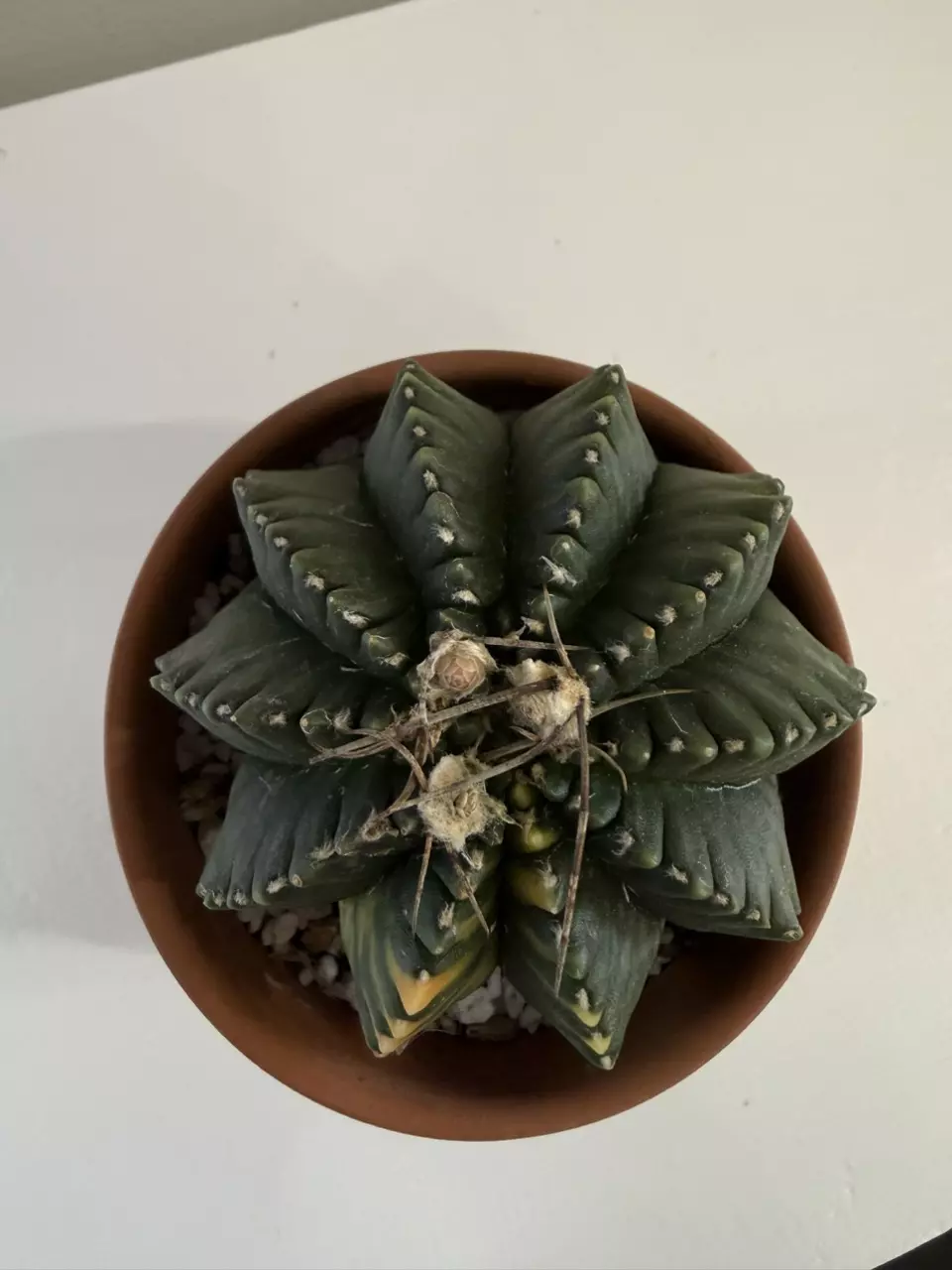 S65 Gymno Rocket Pushing Flowers thumbnail