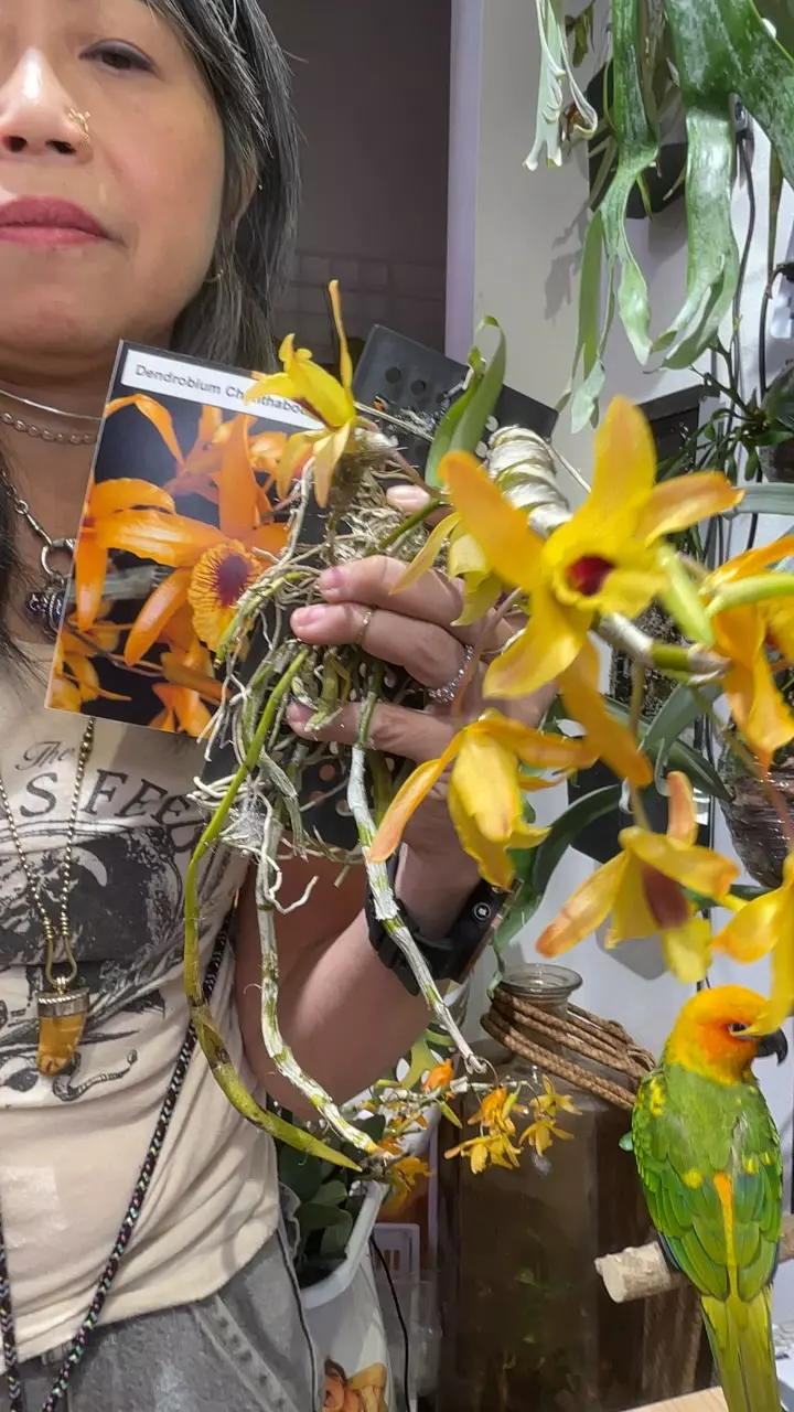 Dendrobium chanthaboon Sunrise thumbnail