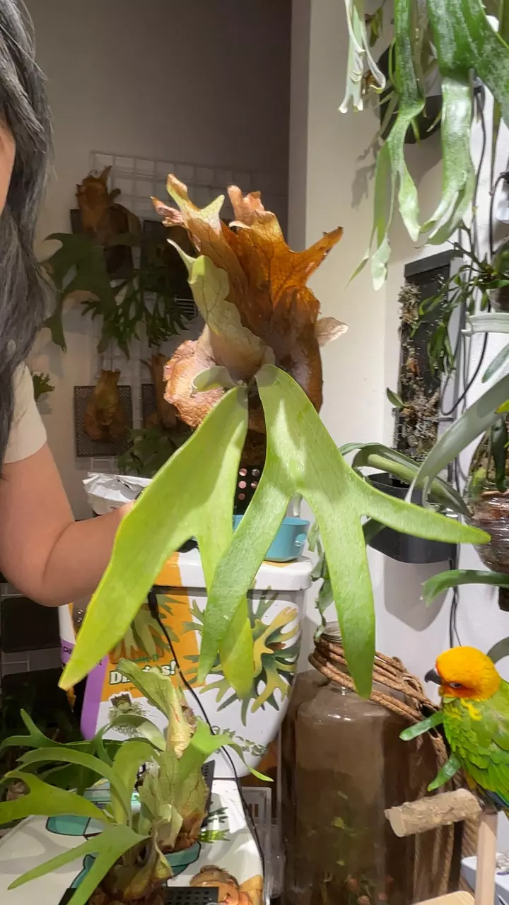 Platycerium Cosmo x Banna A thumbnail