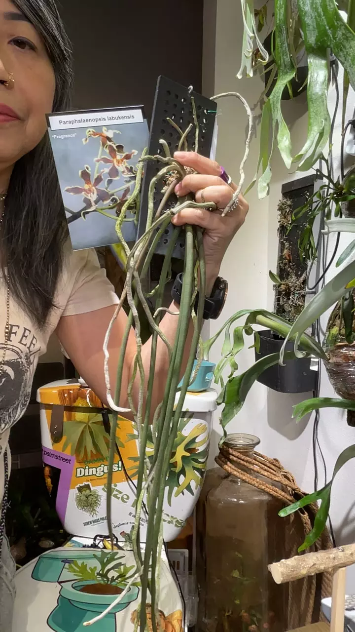 Paraphalaenopsis labukensis-fragrance thumbnail