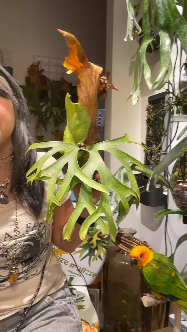 Platycerium Coronarium Philippines thumbnail