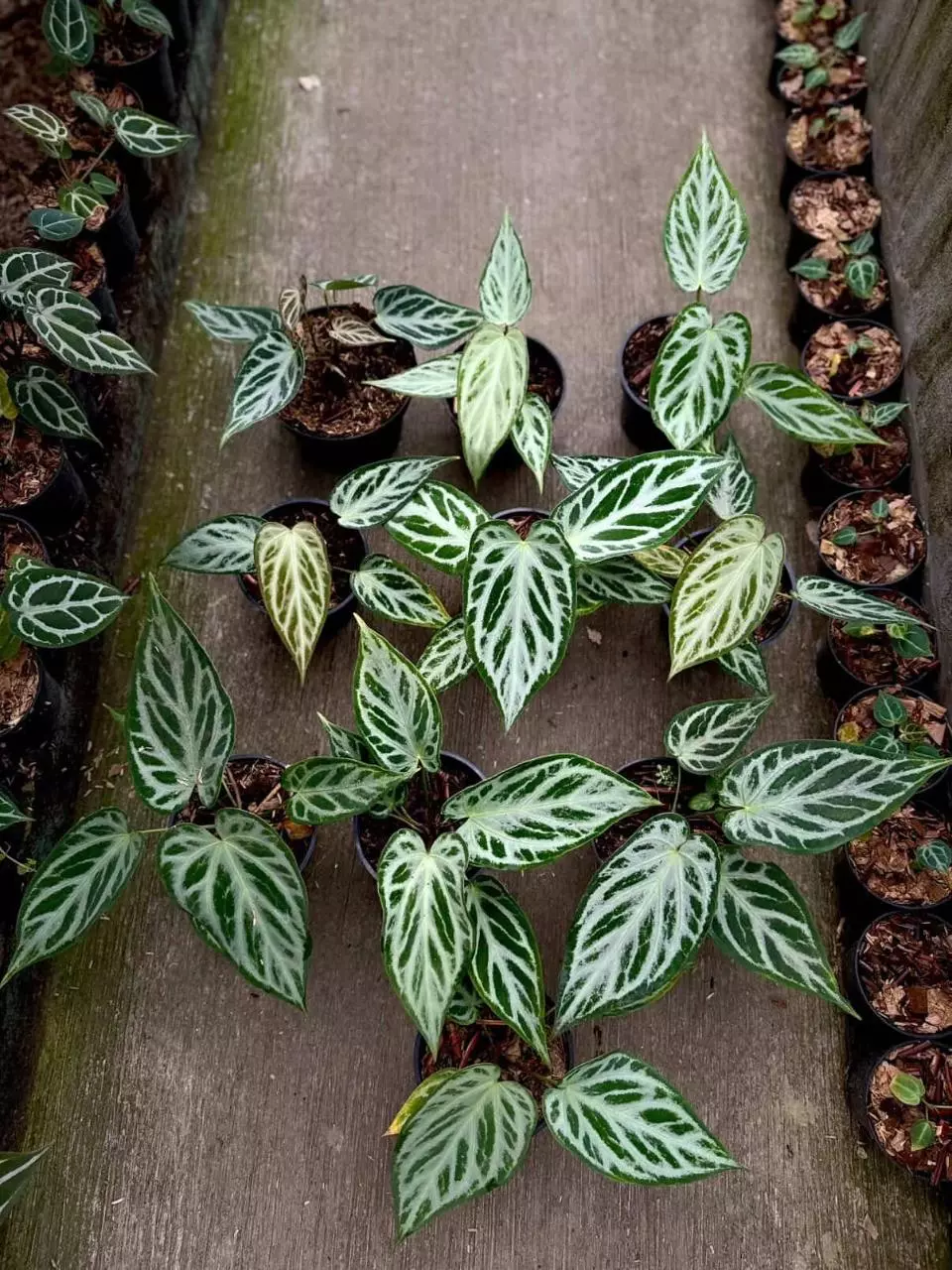 PRESALE DEAL 🦋Silver Butterfly thumbnail