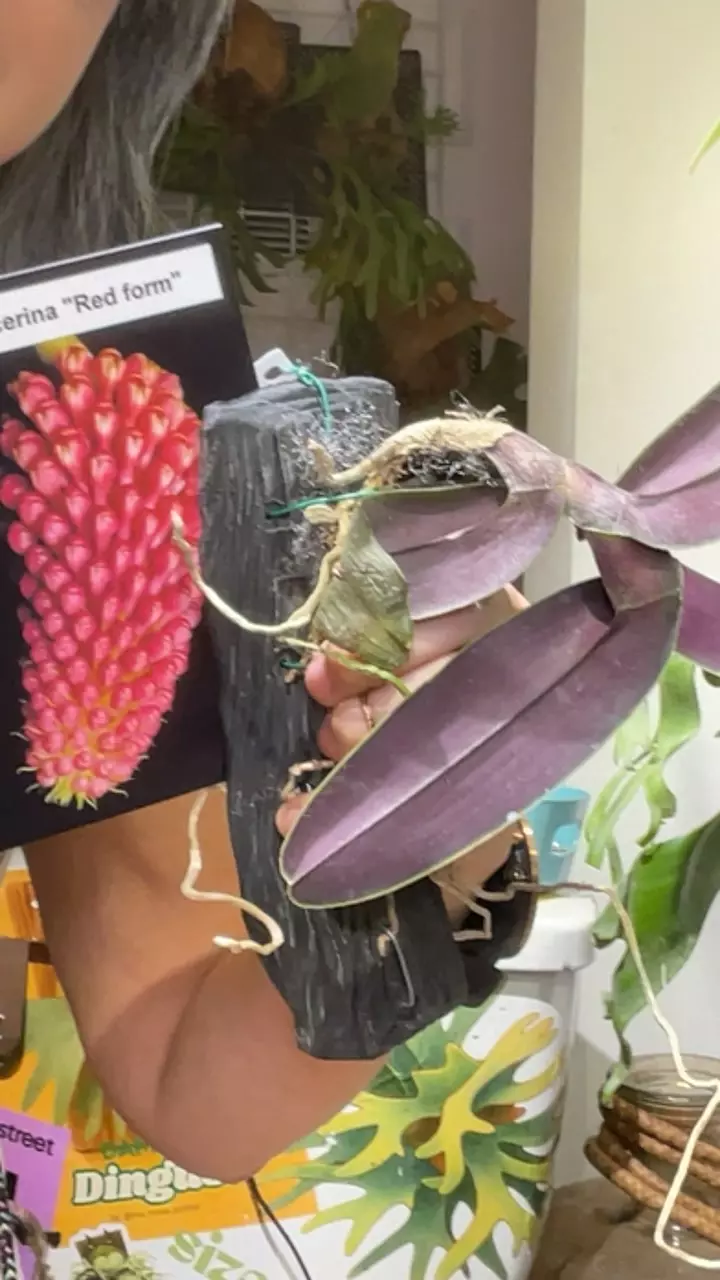 Robiquetia cerina “red form” thumbnail