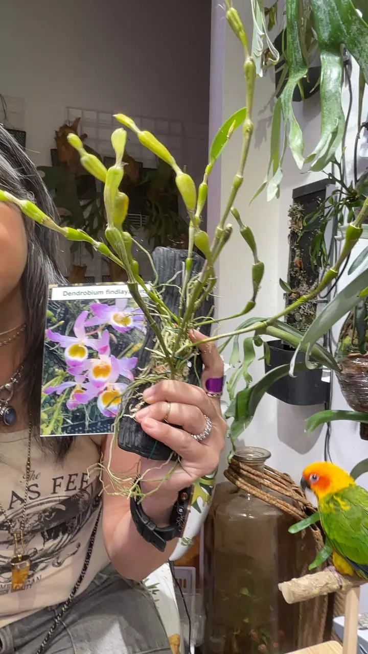 Dendrobium findlayanum thumbnail