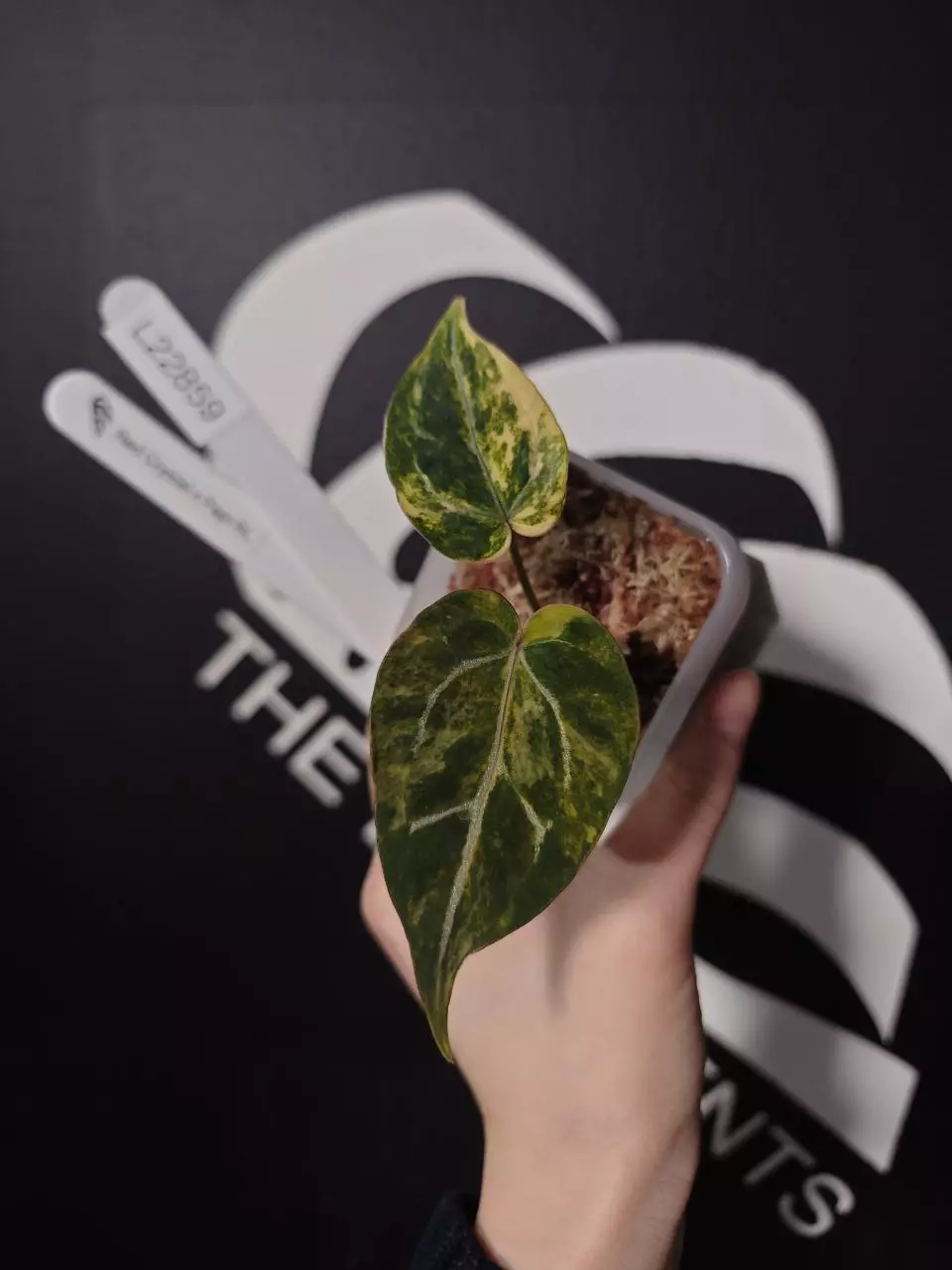 L22859-Anthurium Red Crystal x Papi RL thumbnail