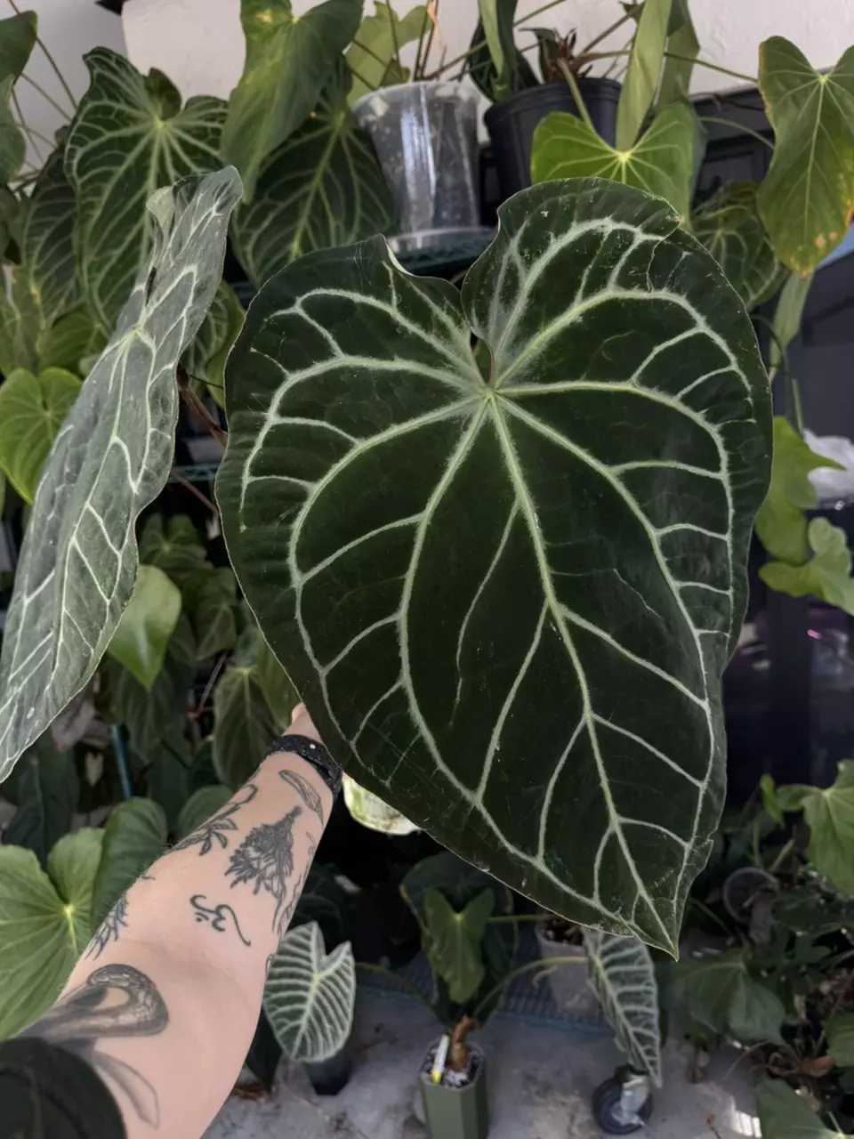 Tezula Anthurium SKG Grey x Dr. Spock thumbnail