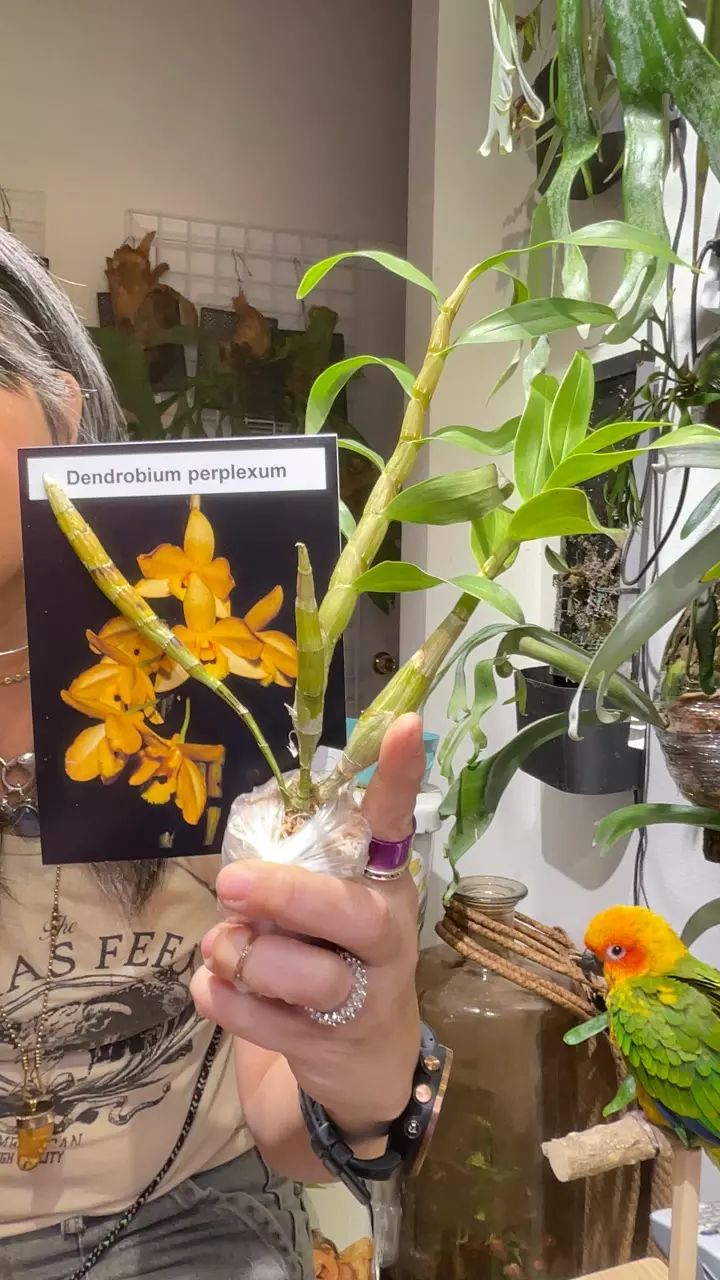 Dendrobium perplexum thumbnail