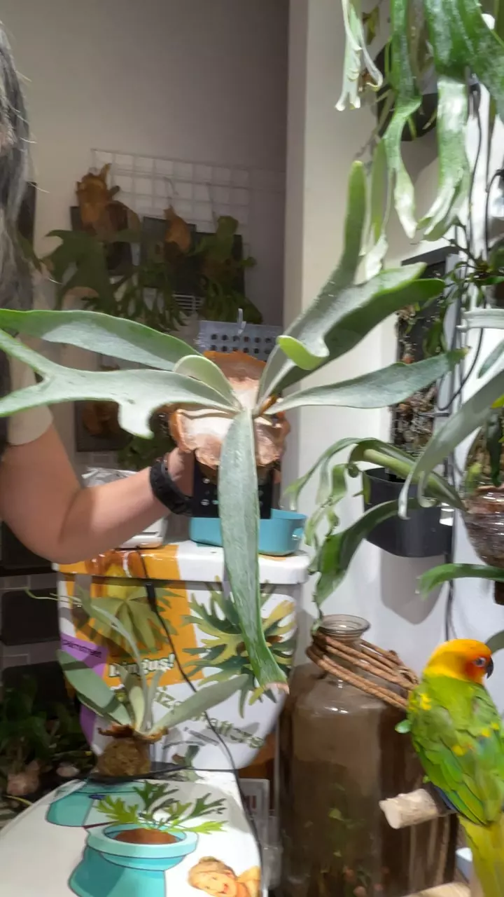 Platycerium Lisa x Yellow moon thumbnail