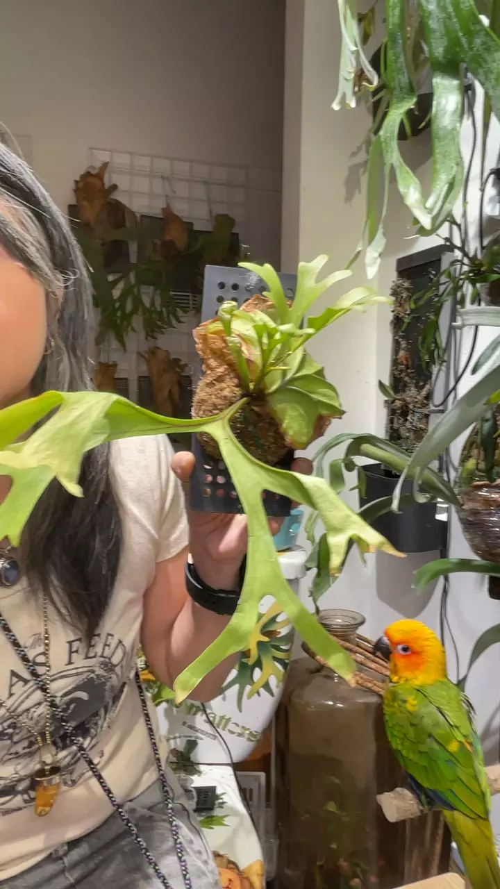 Platycerium Ridleyi thumbnail