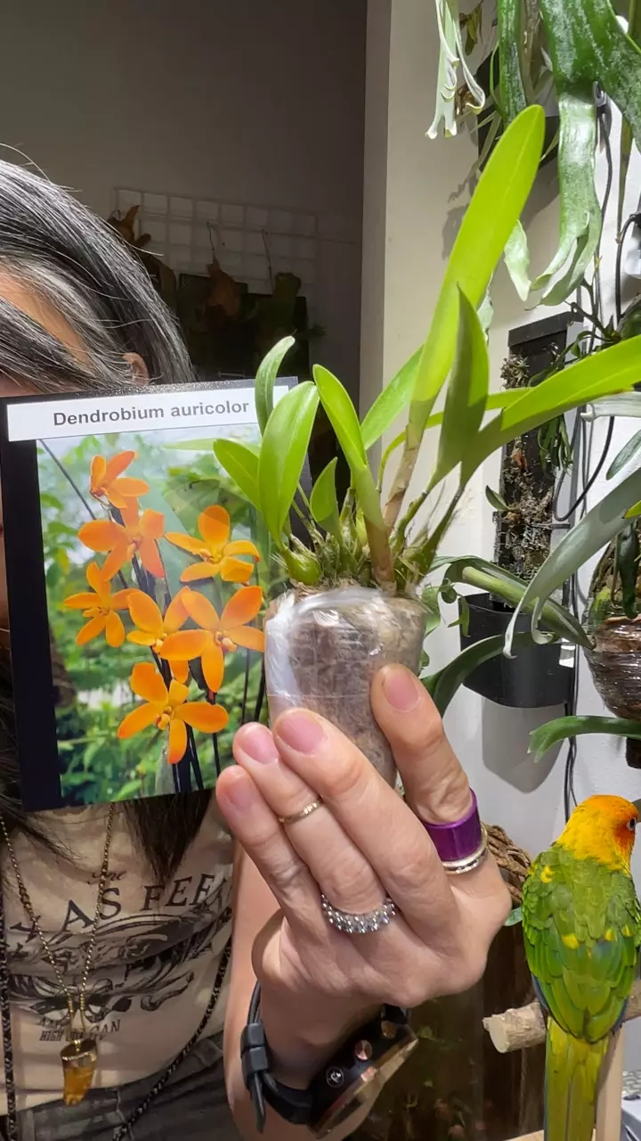 Dendrobium auricolor thumbnail