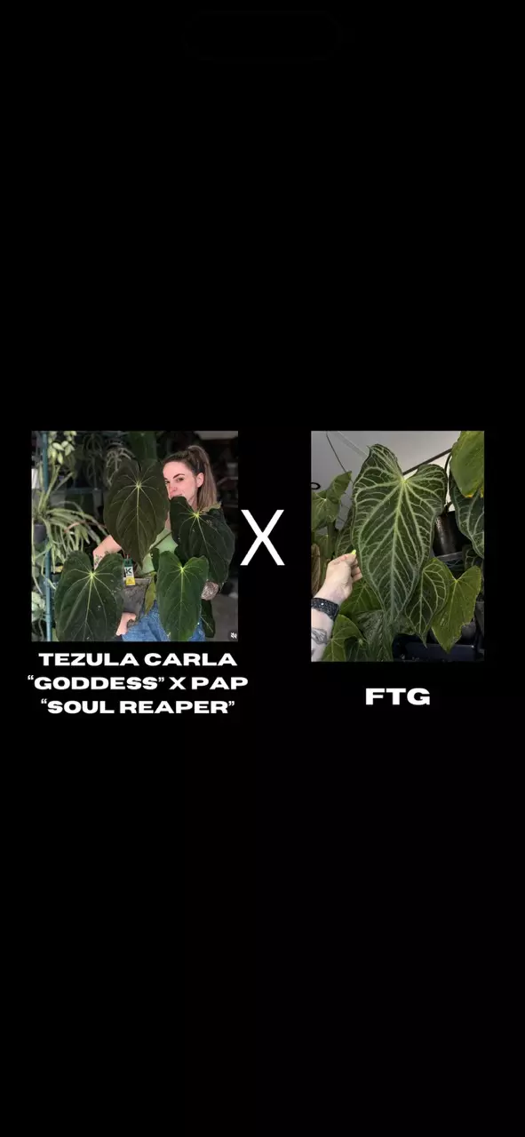 anthurium Carla soul reaper x FTG 1-2 leafer Growers choice thumbnail