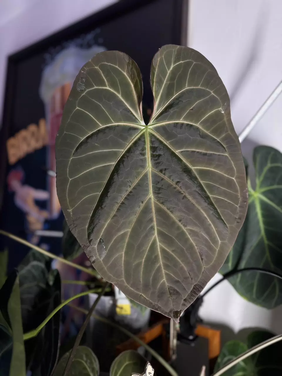anthurium enchantress x self 2-3 leaf growers choice thumbnail