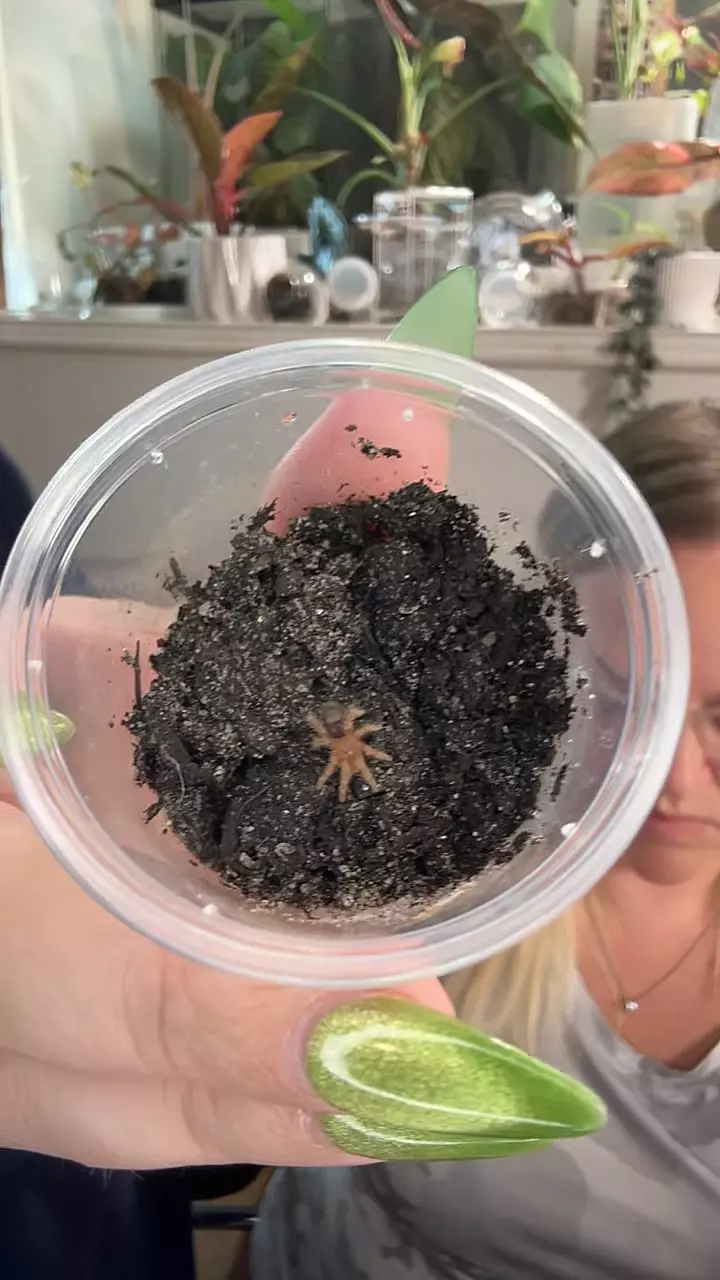g pulchripes chaco golden knee .5" thumbnail