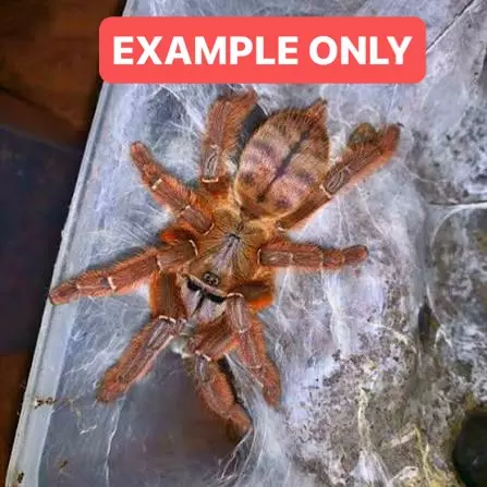 Aspinochilus rufus/ peach earth tiger .5” thumbnail