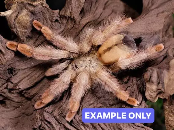 P Pulcher Tarantula .5” thumbnail
