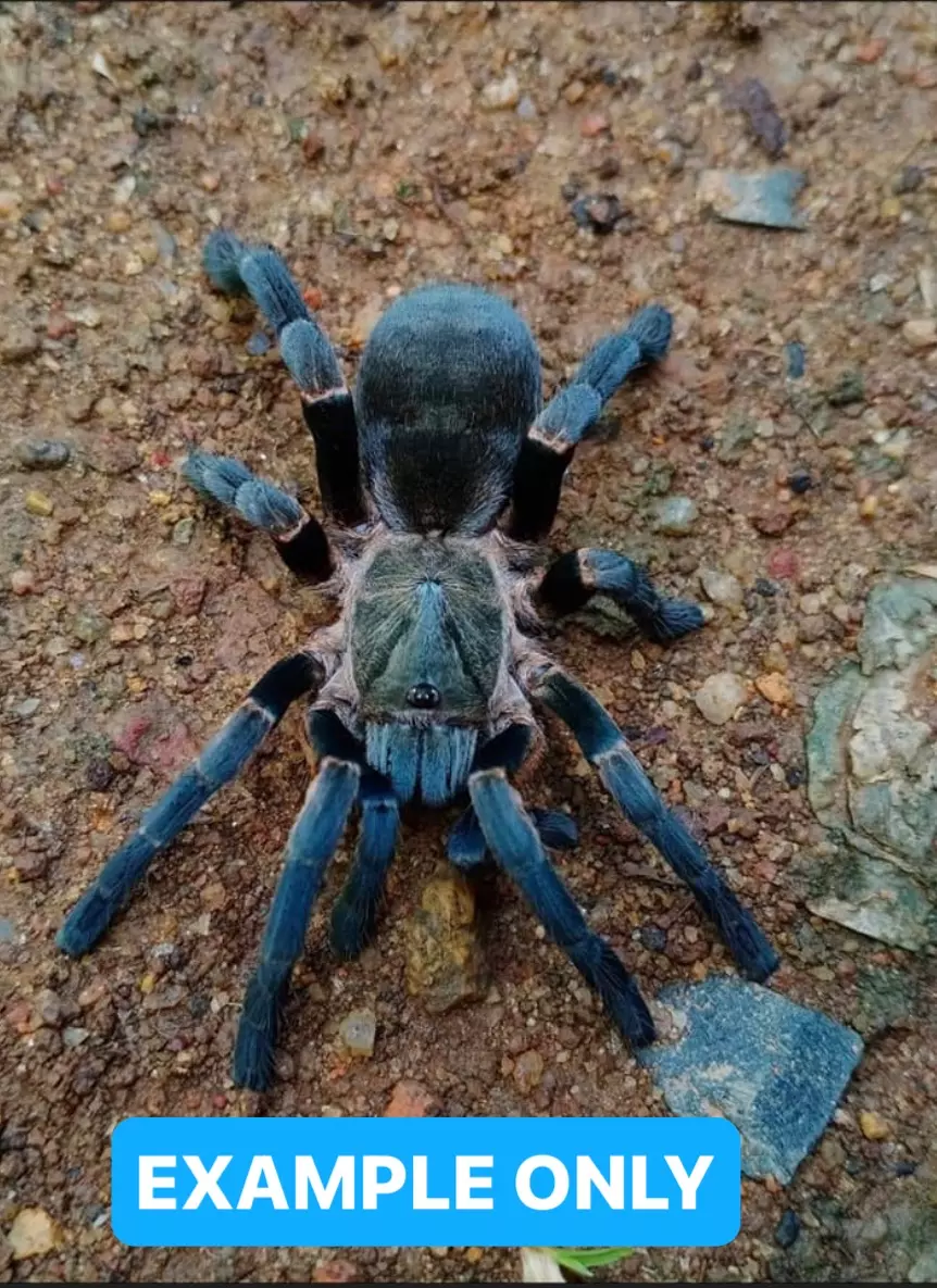 Ornithoctoninae sp. “Long Na”
LONG NA EARTH TIGER .75” thumbnail