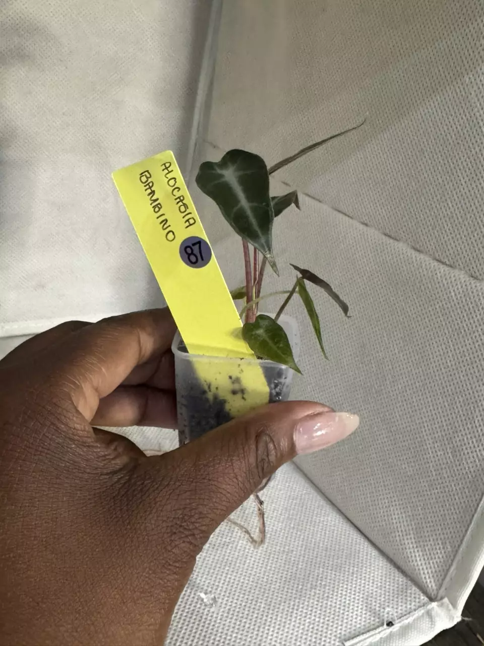 87 Alocasia Bambino thumbnail
