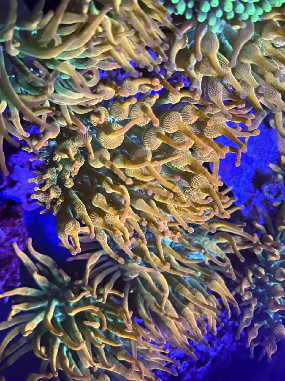 Ultra Rose Anenome qty 1 thumbnail