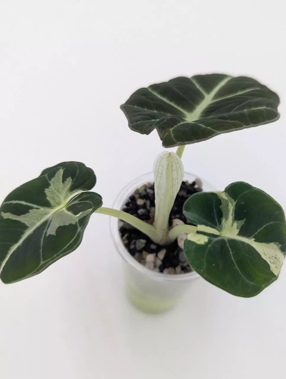 Alocasia dalmatian pup thumbnail