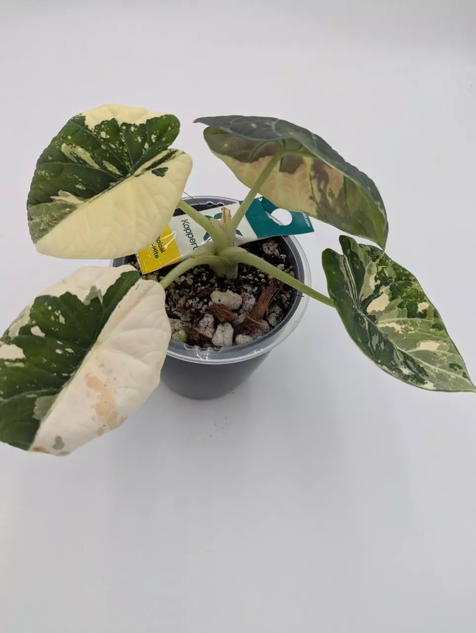 Alocasia maharani albo CORM thumbnail
