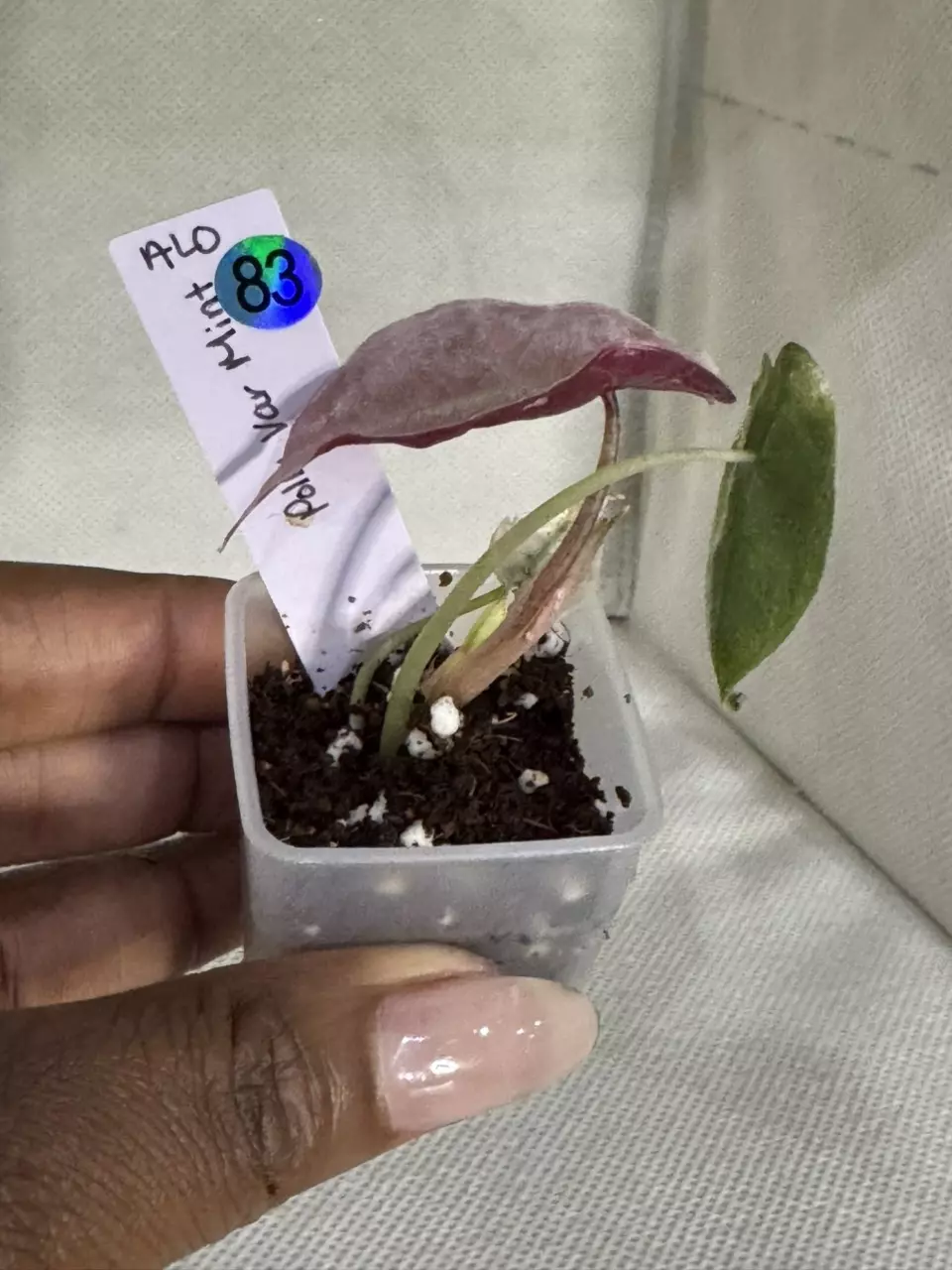 83 Polly Pink Mint thumbnail
