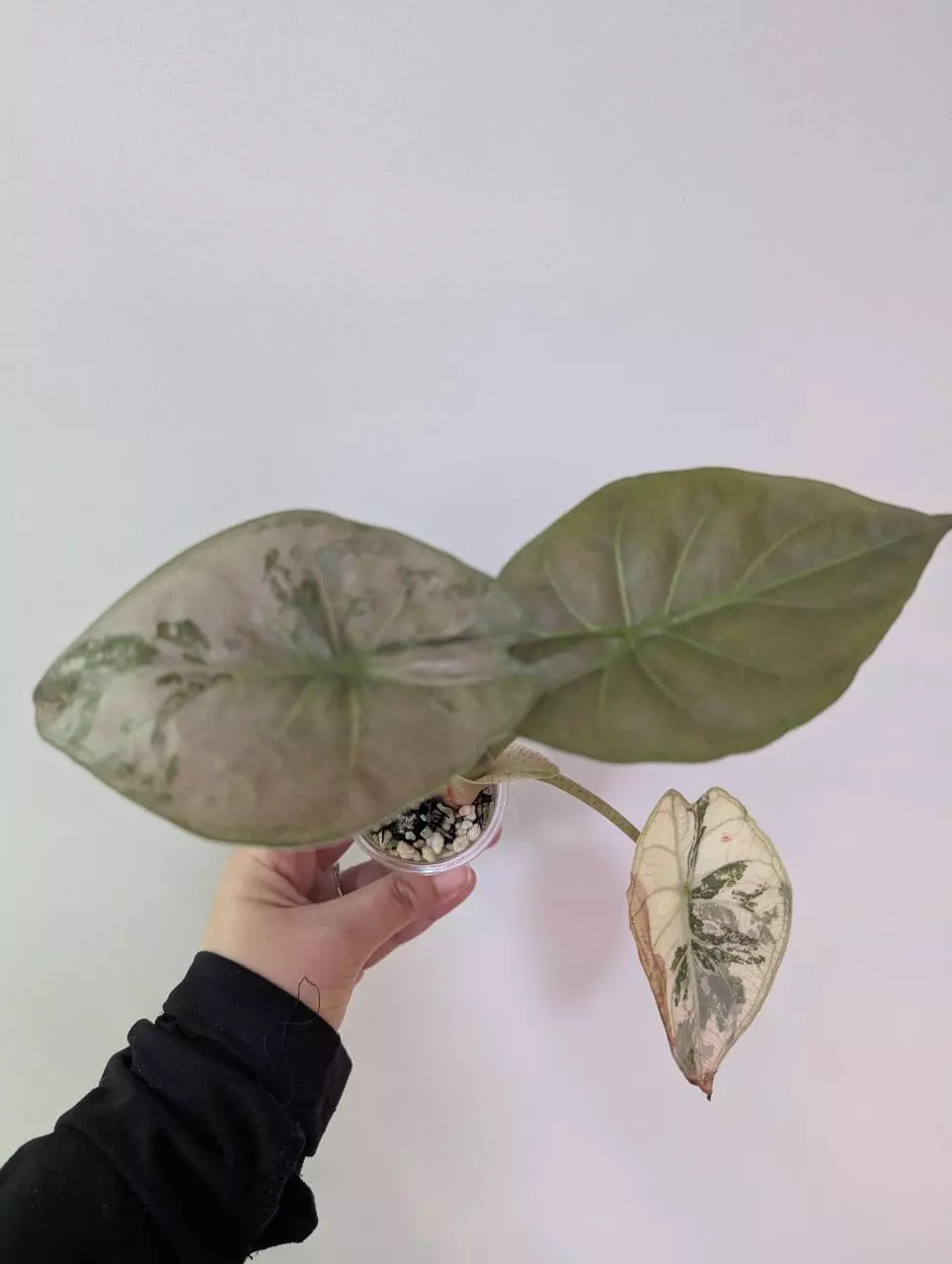 Alocasia wentii pink thumbnail