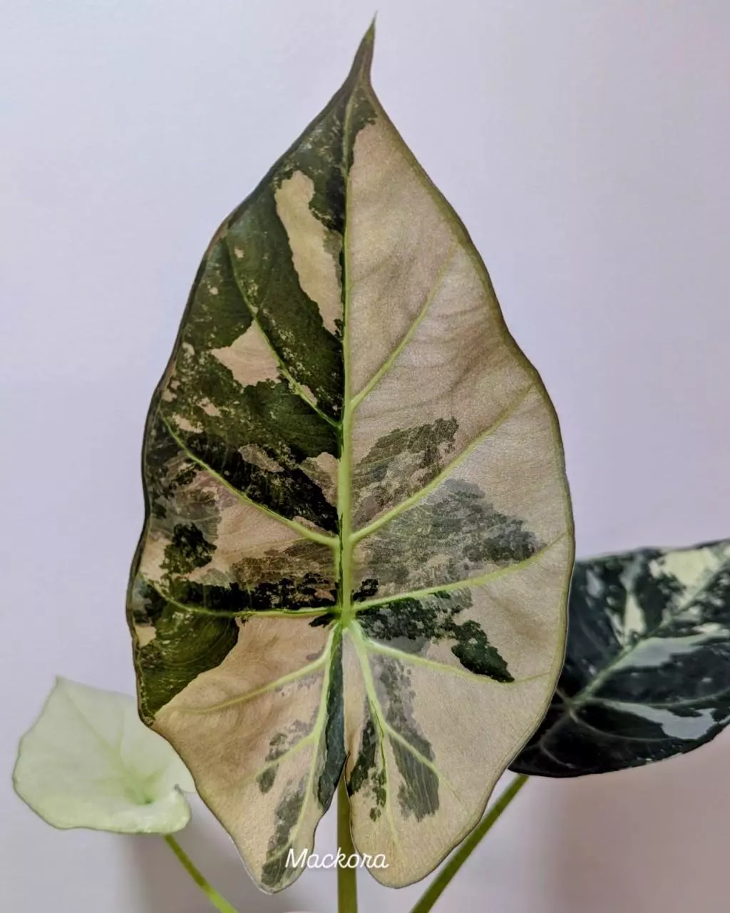 Alocasia regal shield CORM thumbnail