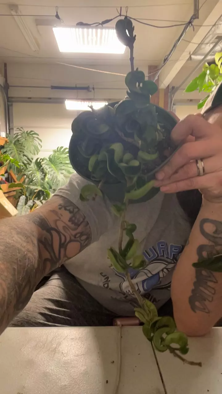 Hoya rope 6 “ thumbnail