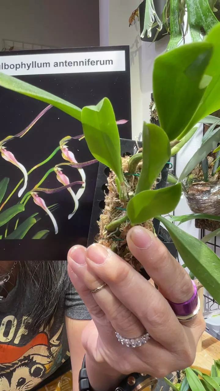 Bulbophyllum antenniferum thumbnail