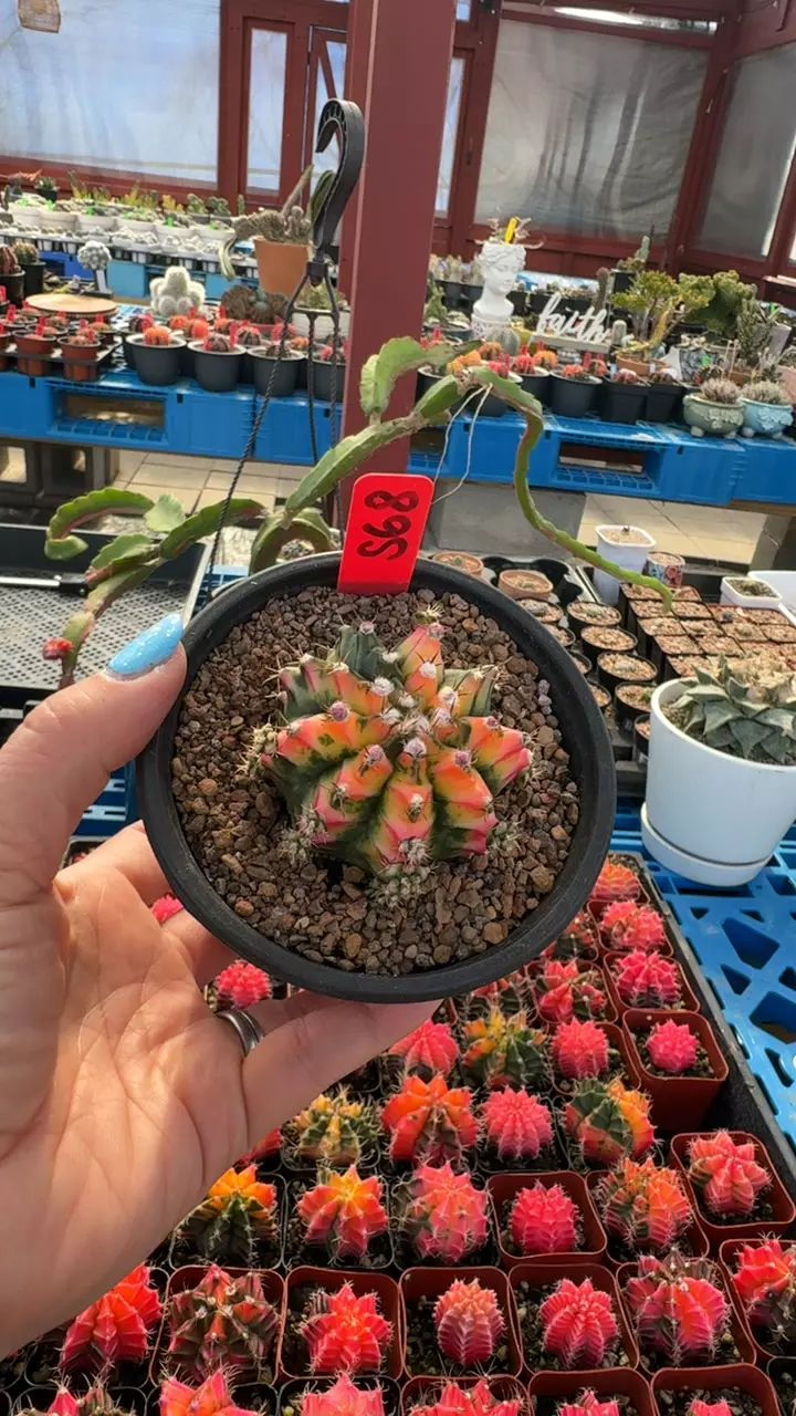 Multicolored Gymnocalycium GC thumbnail