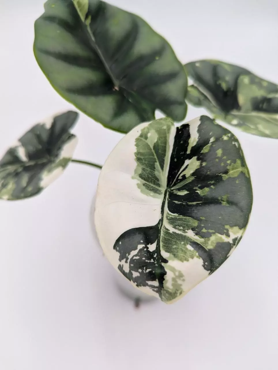 reversa albo "lumina" CORM thumbnail