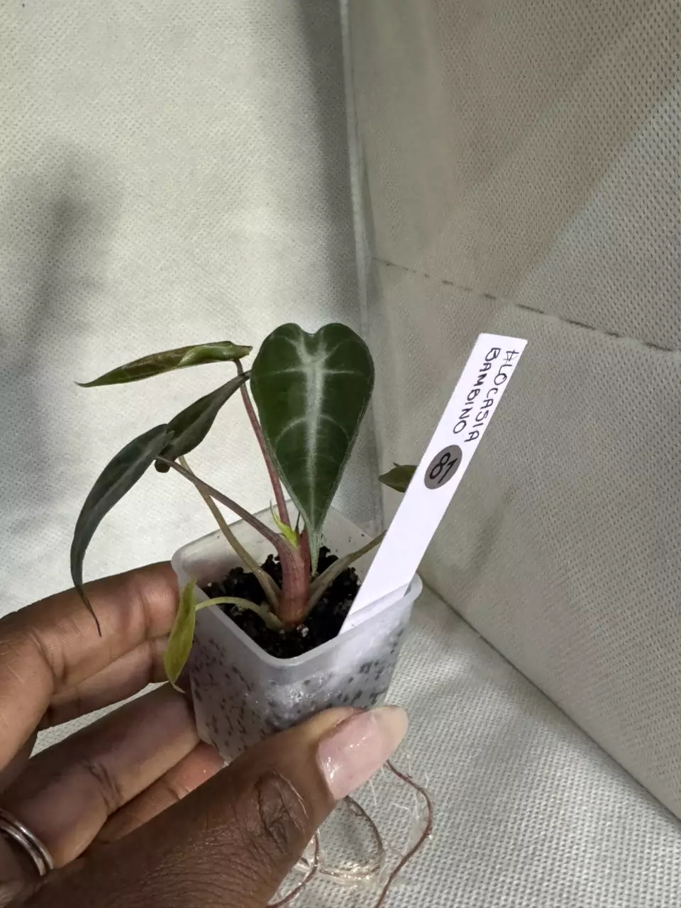 81 Alocasia Bambino thumbnail