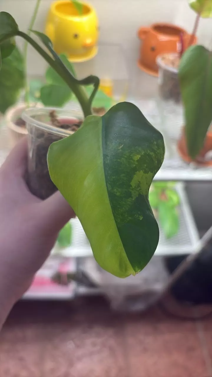 variegated philodendron domesticum thumbnail