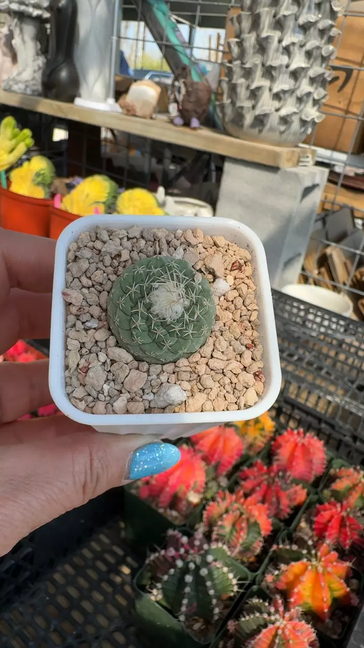 Strombocactus button thumbnail