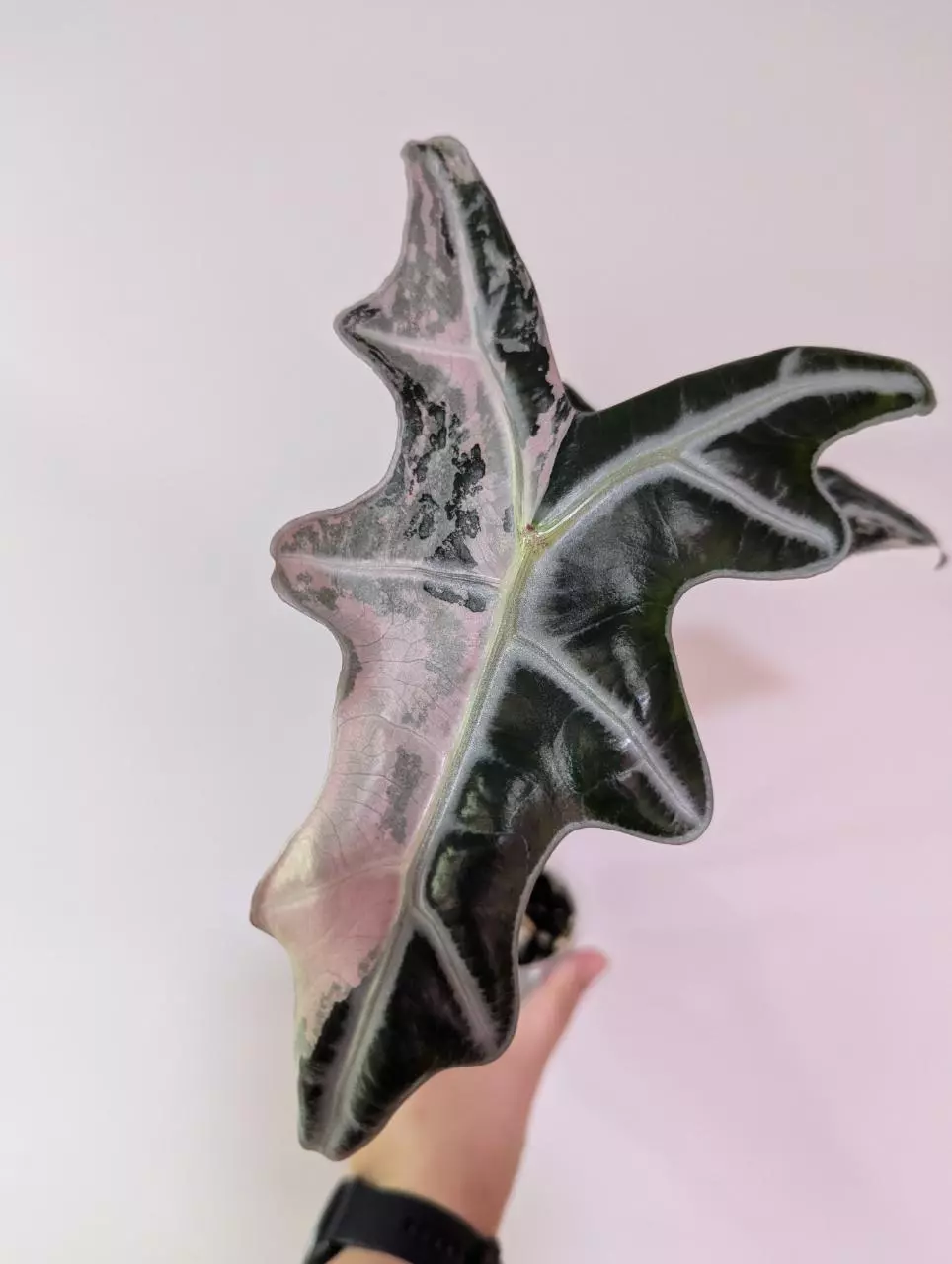 Pink Nobilis CORM thumbnail