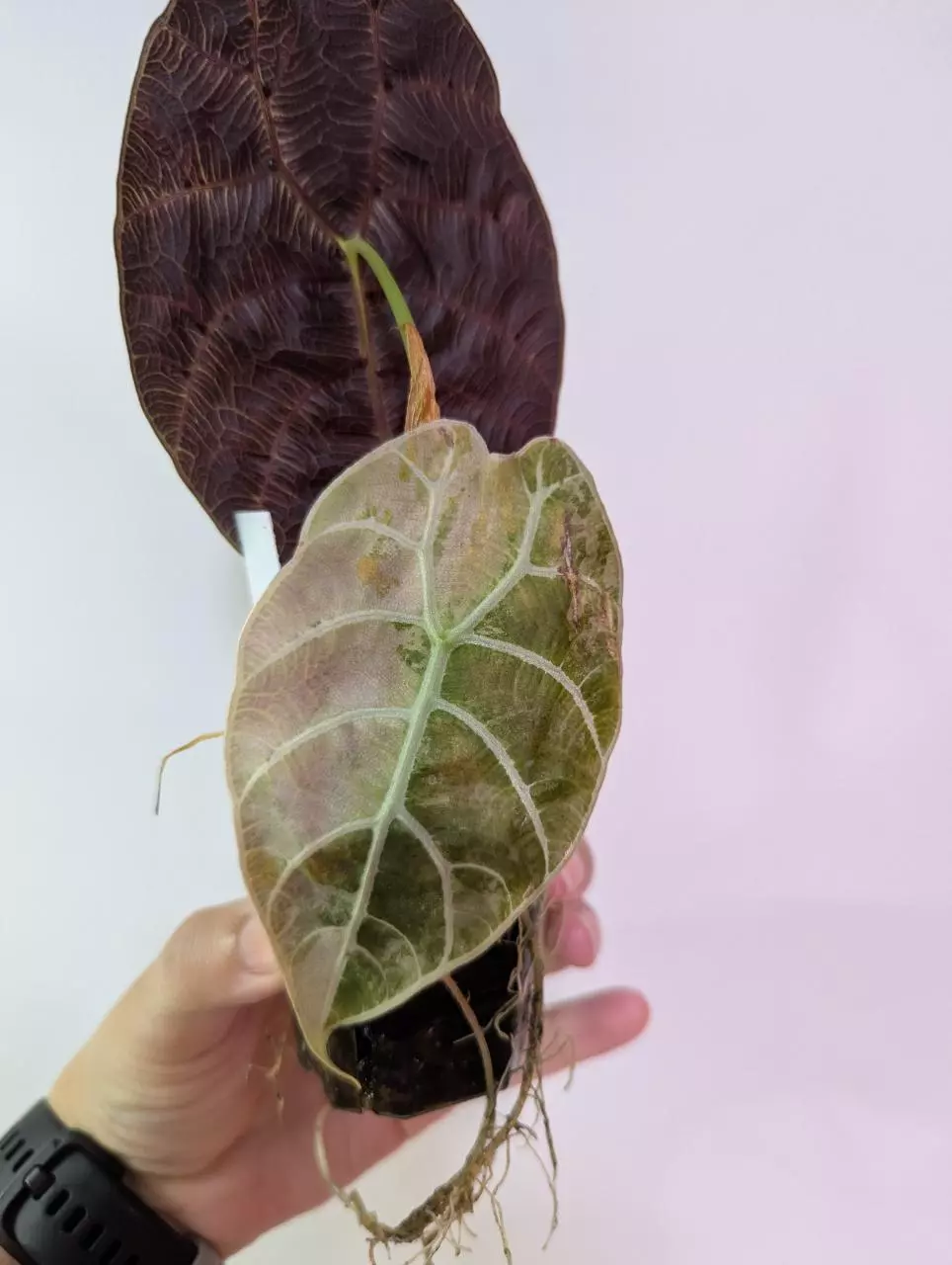 Alocasia pink watsoniana CORM thumbnail