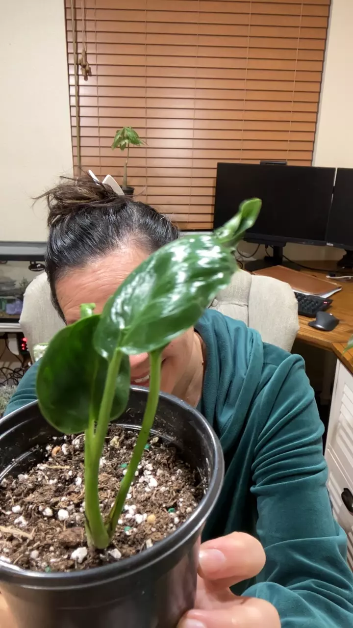 Shangri la thumbnail