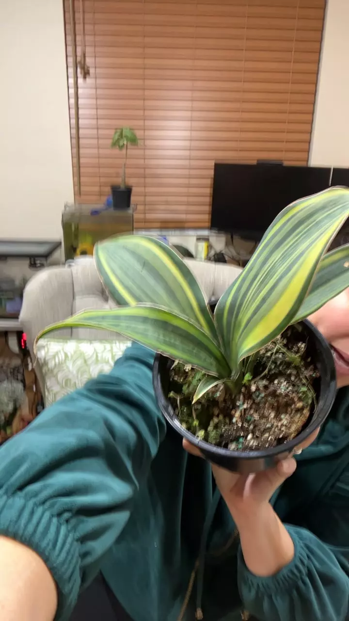 Var. Snake Plant thumbnail