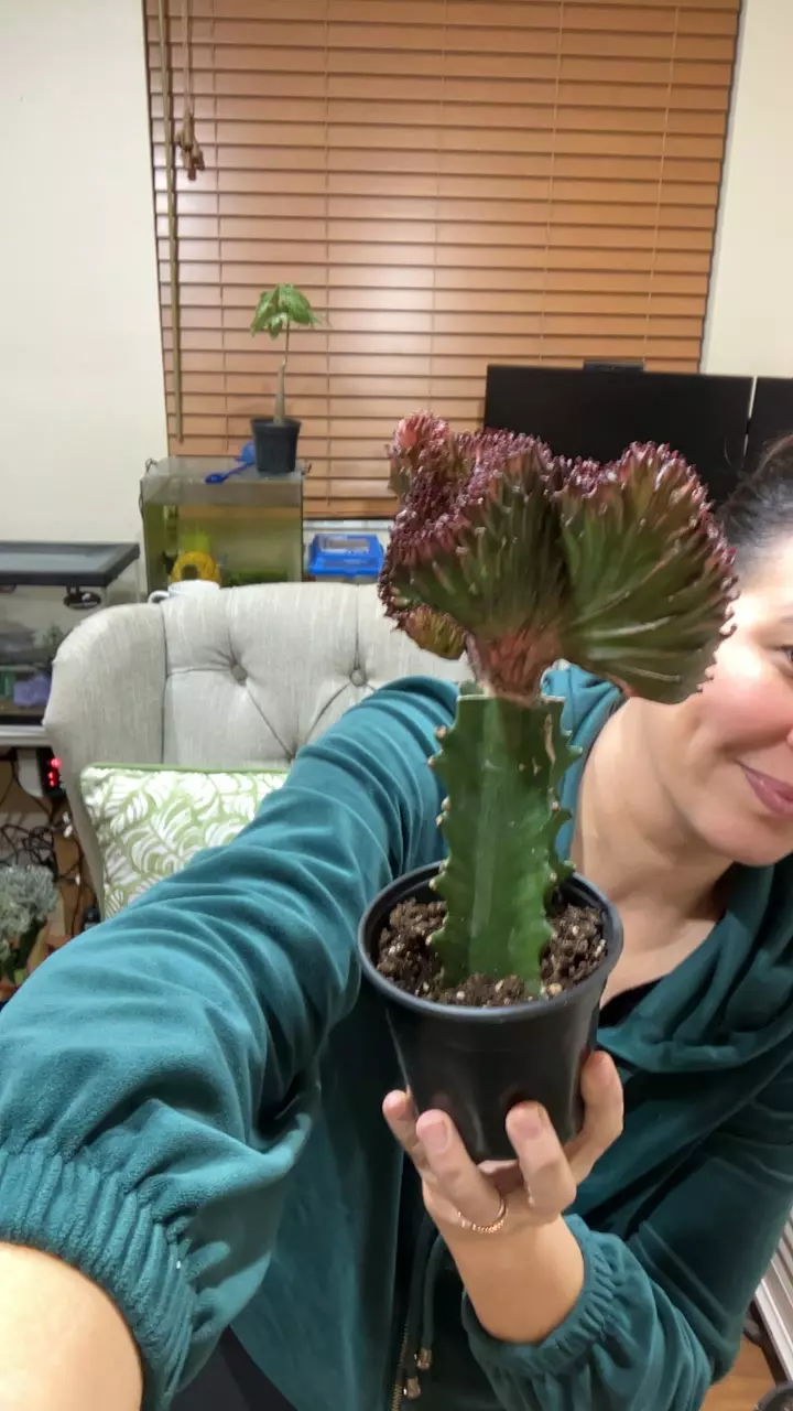 Bur. Mermaid Tail thumbnail