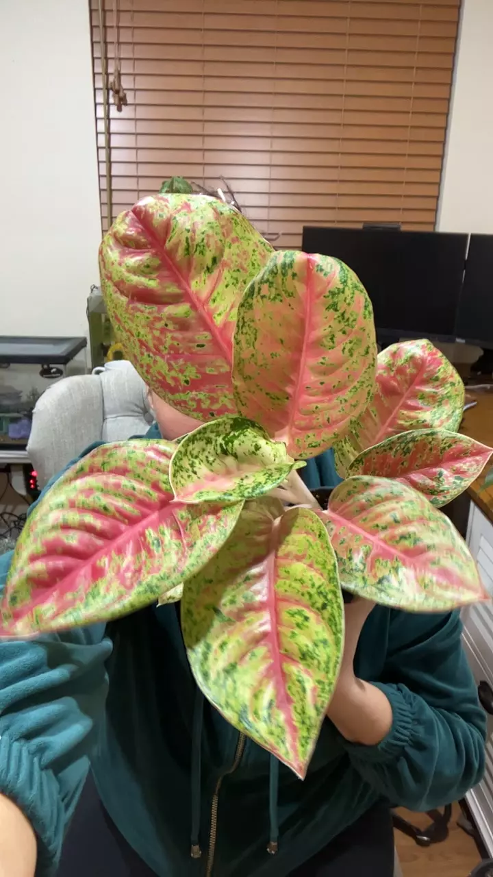 Ag. Joulie thumbnail