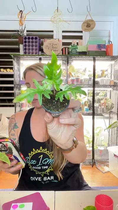 plant/2673 Albo Brancifolia-0-thumbnail