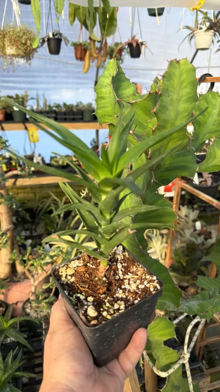 Climbing Aloe ciliaris 4” GC thumbnail