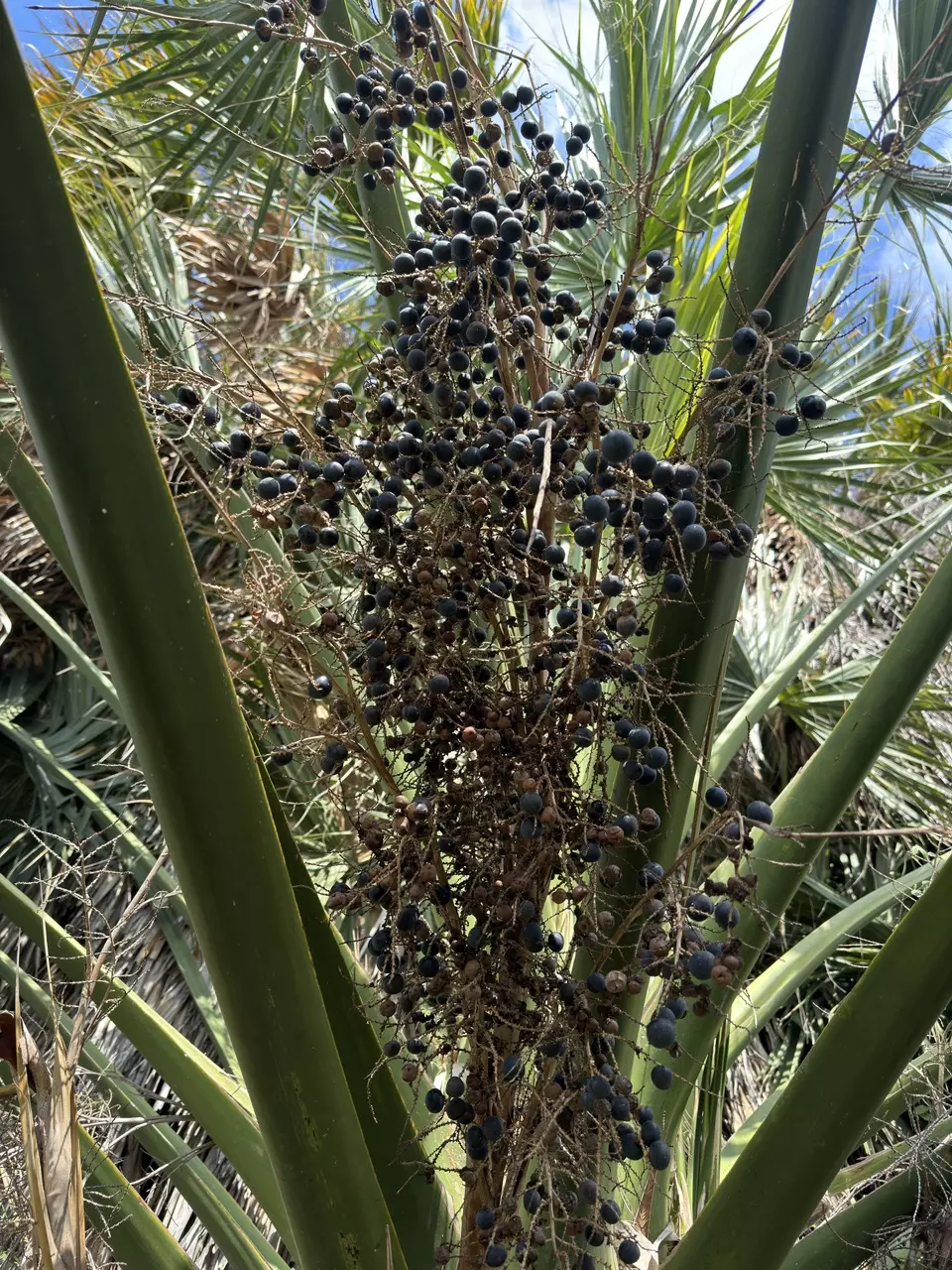 10 seeds of Sabal mexicana thumbnail