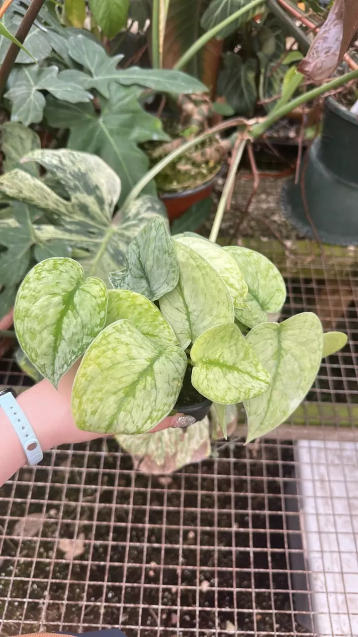 PS-4260 Scindapsus pictus 'Silver Cloud' thumbnail