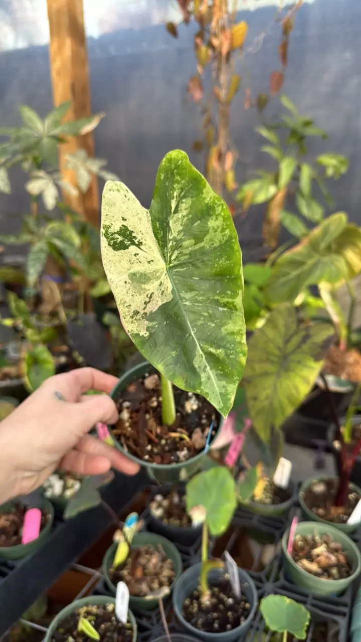 plant/2427 Omen with runner-0