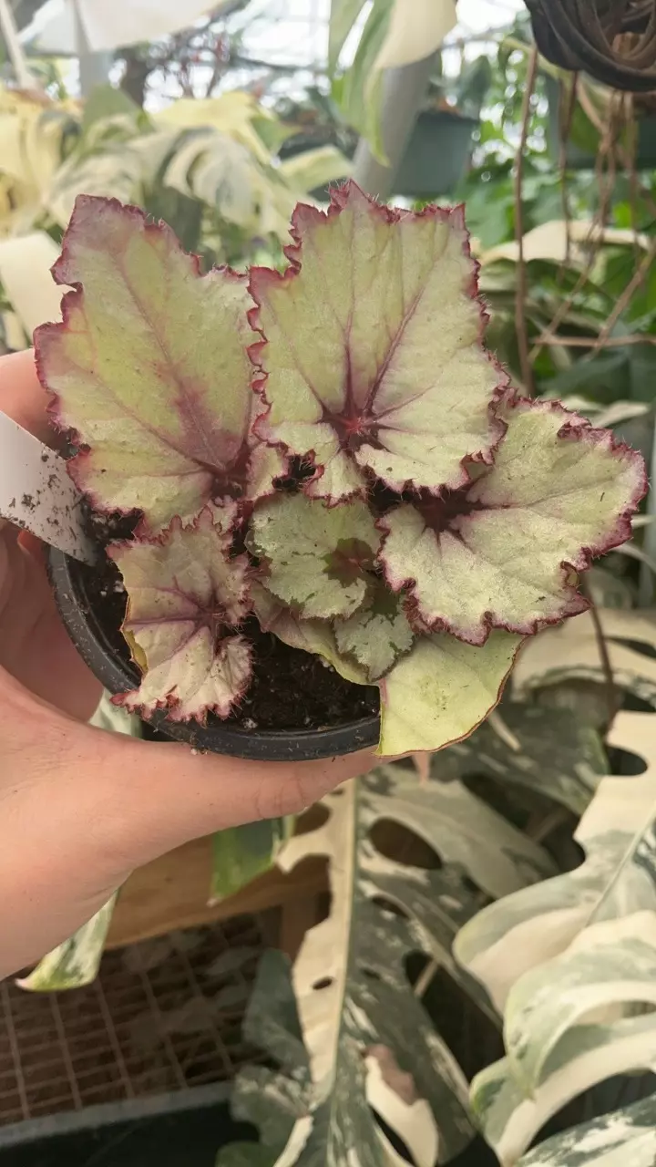 PS-4150 Begonia ‘Celia’ thumbnail
